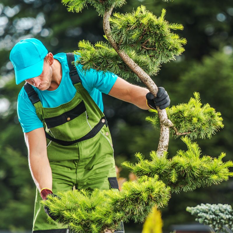 gardener-checking-garden-tree-health-2021-08-29-16-57-16-utc-3.jpg