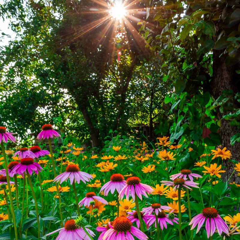 sunset-with-beautiful-flowers-in-the-garden-2021-08-26-19-00-32-utc-1.jpg